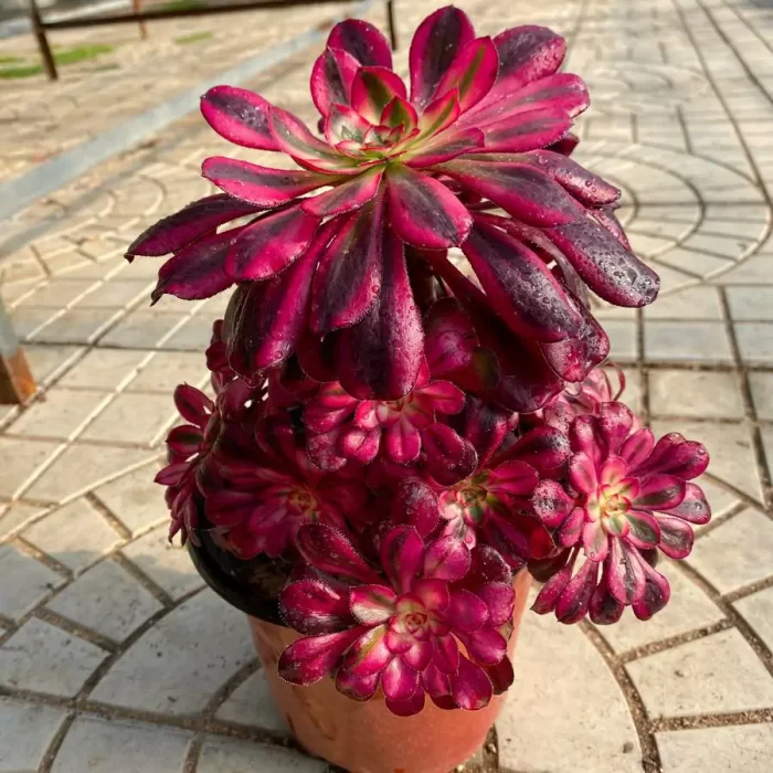 e201-1.webp Aeonium Chanel Clustering - Image 1