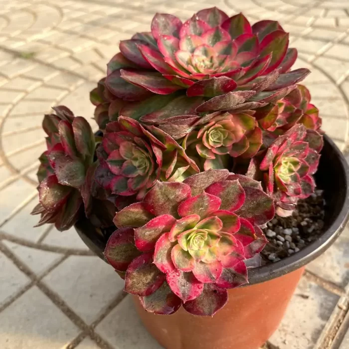 e201-11.webp Aeonium Halloween Super White Variegated clustering (only 20) - Image 1