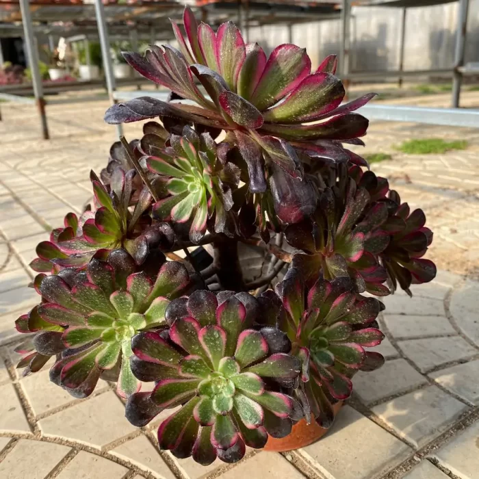 Aeonium Red King Kong Clustering - Image 1