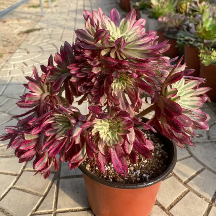 e201-16.webp Aeonium Xian Mo clustering - Image 1