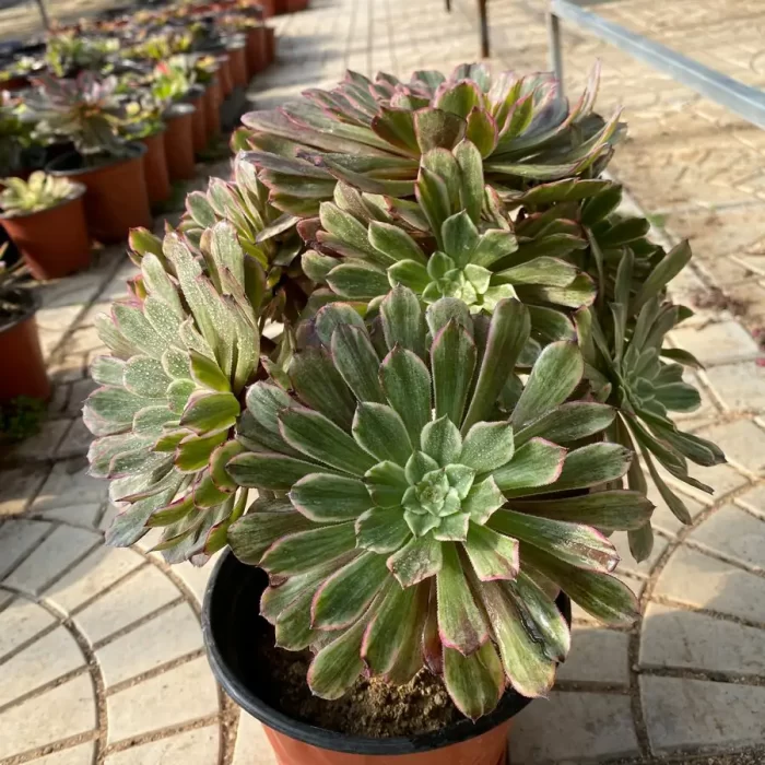 Aeonium Monochromes variegated clustering - Image 1