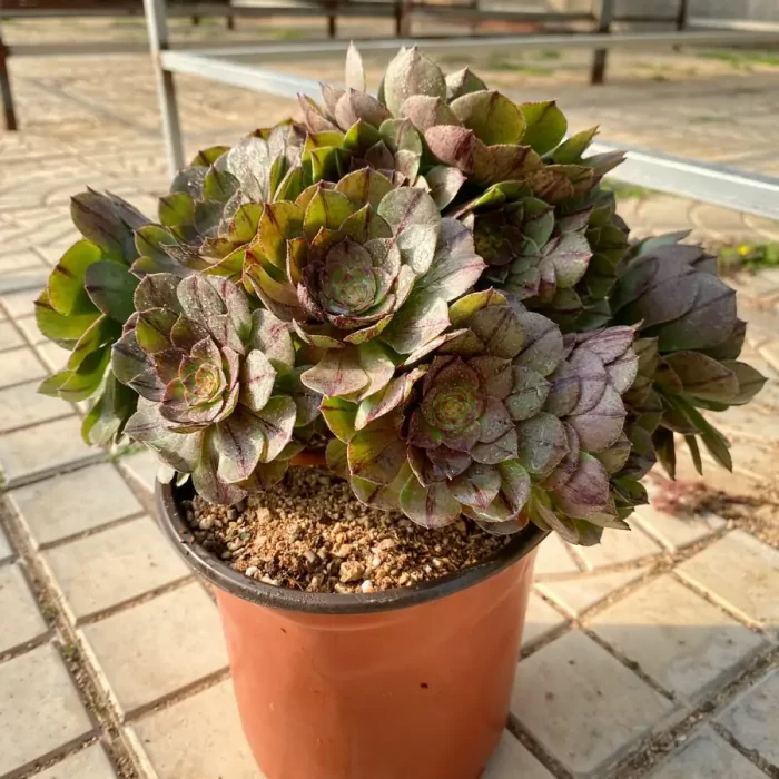 e201-19.webp Aeonium Halloween Silky/Brushed Variegated Cluster - Image 1