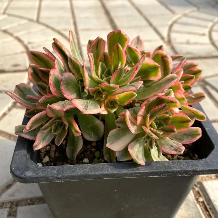 e201-2.webp Aeonium Sweet Tea Clustering - Image 1