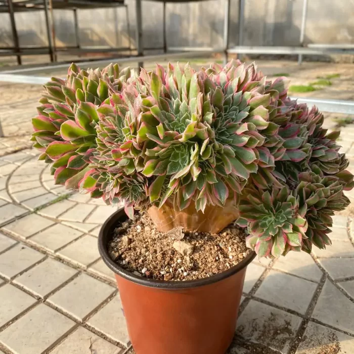 e201-20.webp Aeonium Goddess Cristata - Image 1