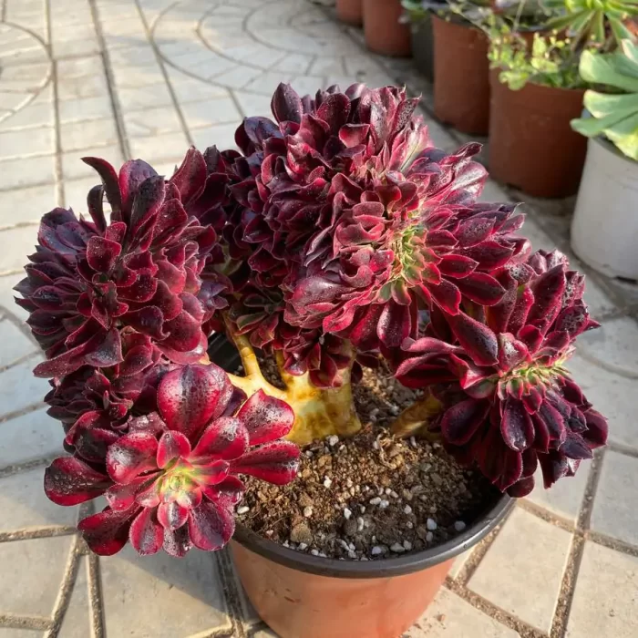 e201.webp Aeonium Medusa Cristate - Image 1