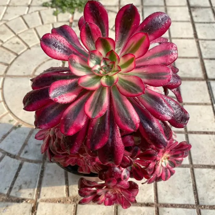 Aeonium Chanel Clustering - Image 2