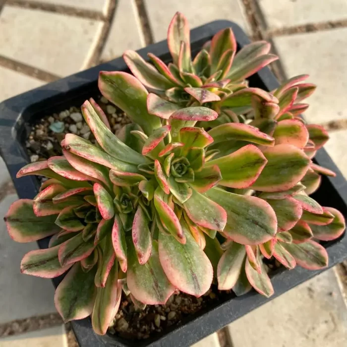 e202-2.webp Aeonium Sweet Tea Clustering - Image 2