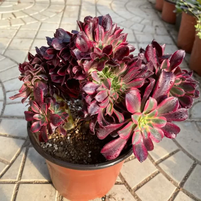 Aeonium Medusa Cristate - Image 2