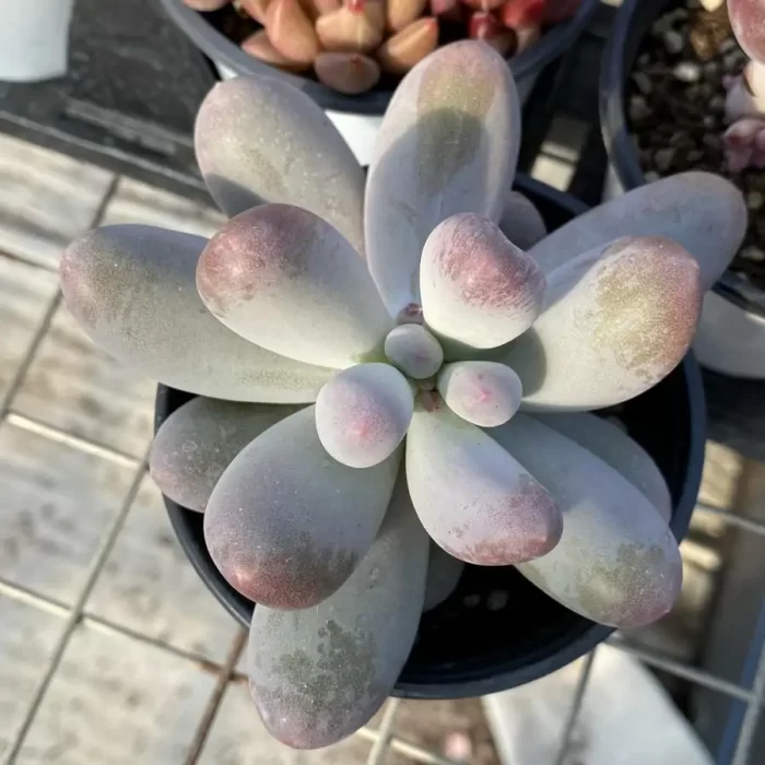 e201-1.webp Graptopetalum Rice Milk - Image 1