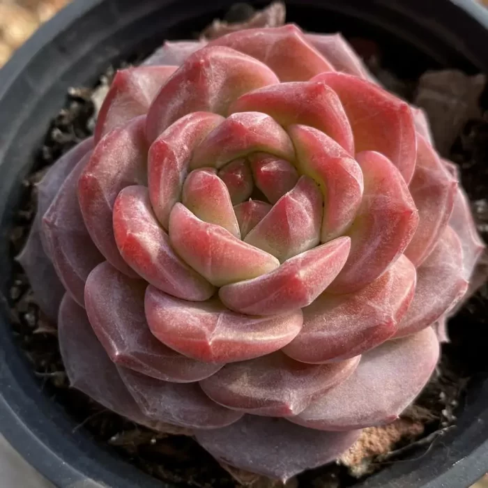 e201-10.webp Echeveria Velvet - Image 1