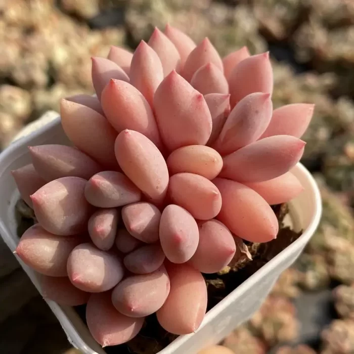 e201-11.webp Echeveria Zelda Double Head - Image 1