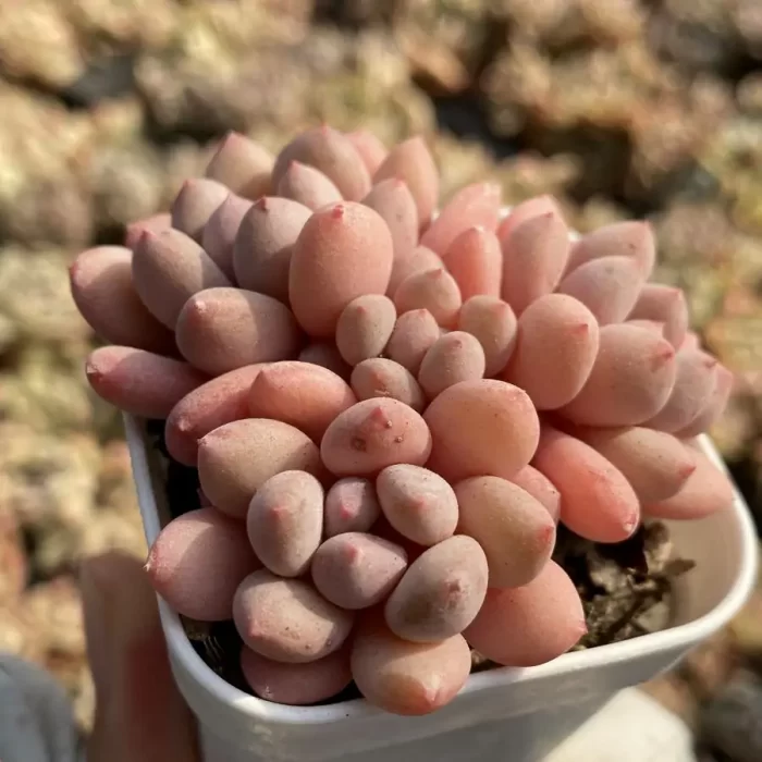 e201-13.webp Echeveria Princess Zelda Cluster - Image 1