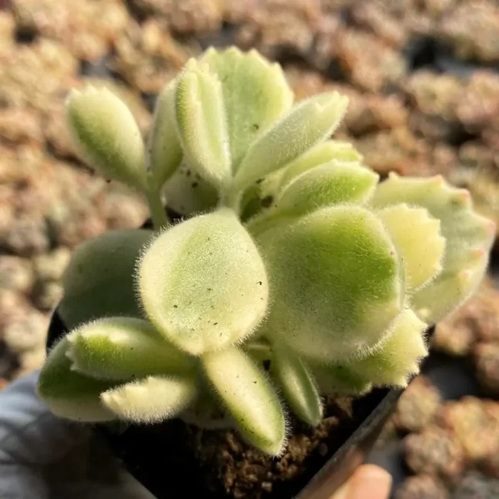 Cotyledon White Bear - Image 1