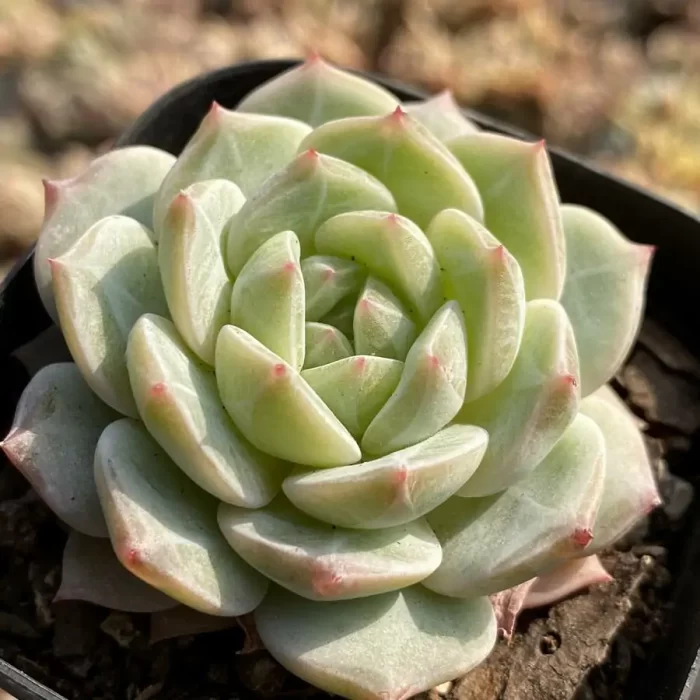 e201-16.webp Echeveria Sea Salt Mint - Image 1