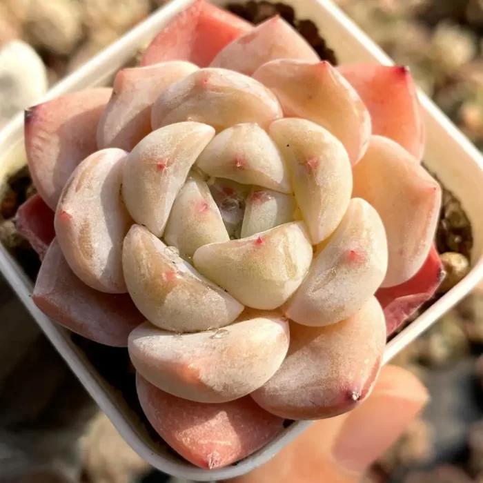 e201-19.webp Echeveria Monroe Hybrid - Image 1