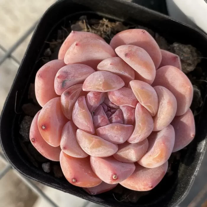 e201-2.webp Echeveria Snow Tower - Image 1