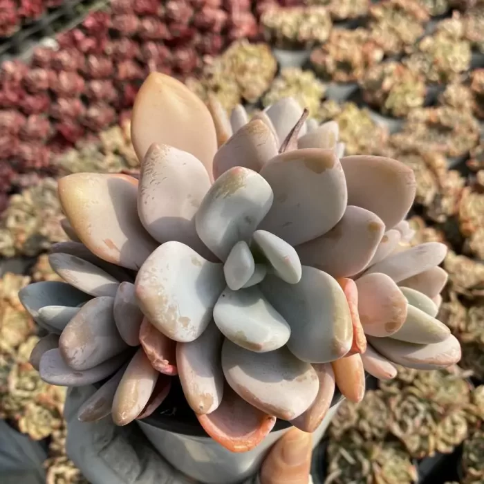Graptoveria Pink Bunny Cluster - Image 1