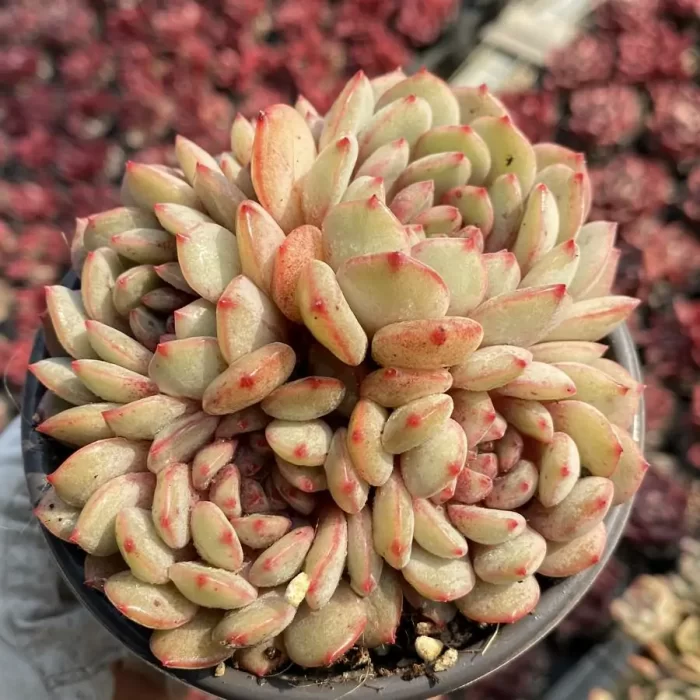 e201-22.webp Echeveria Goldfinch Cluster - Image 1