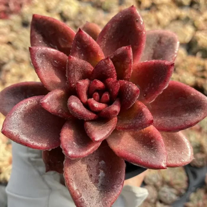 e201-23.webp Echeveria Abundant Rose - Image 1