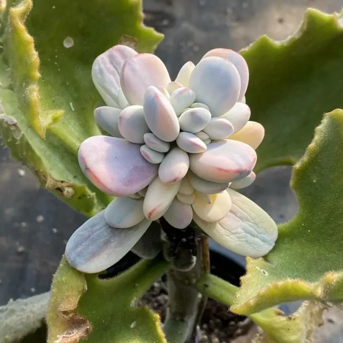 e201-25.webp Grafted Cotyledon Papillaris Var. Cluster (With Rootstock) - Image 1