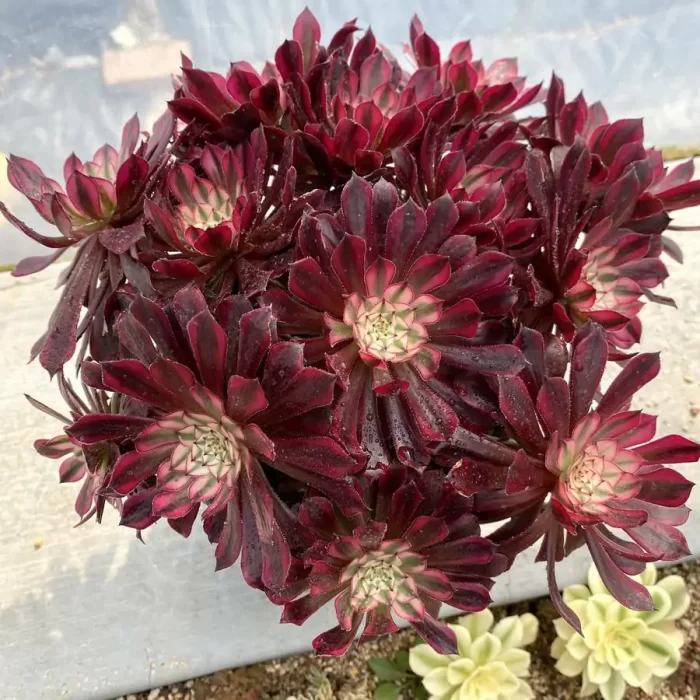 e201-27.webp Aeonium Zwartkin White variegated Clustering - Image 1