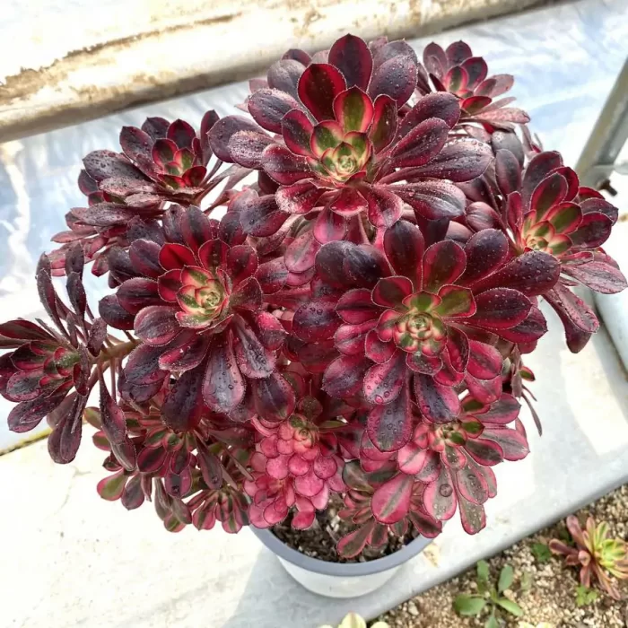 Aeonium Chanel Clustering - Image 1