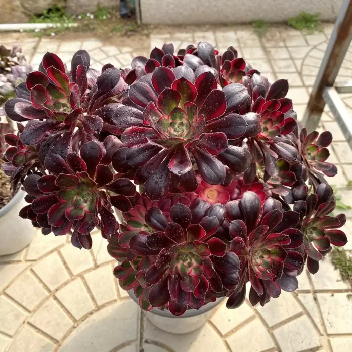 Aeonium Lina Clustering - Image 1