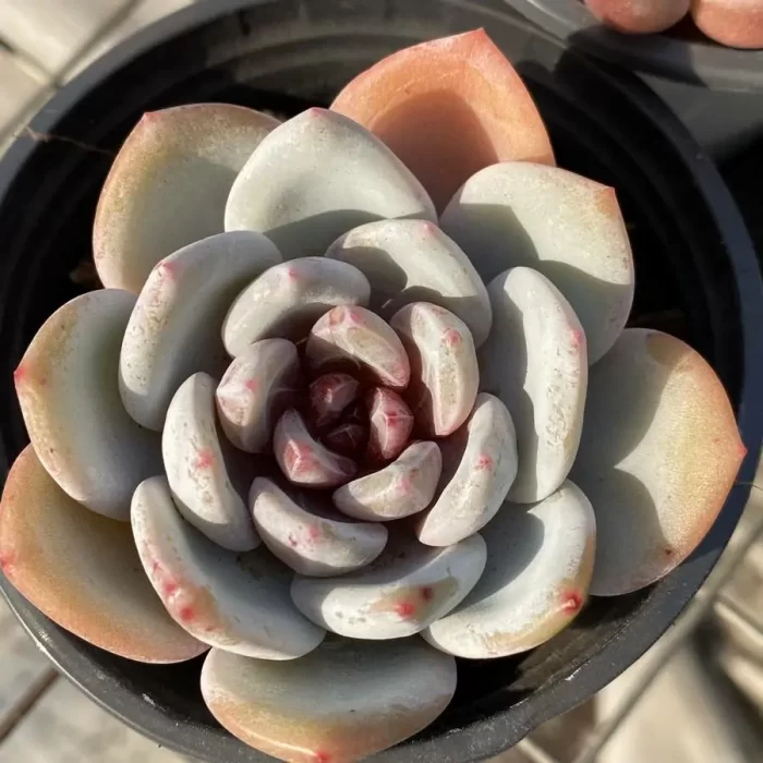 e201-3.webp Echeveria Echeveria Snow Angel - Image 1