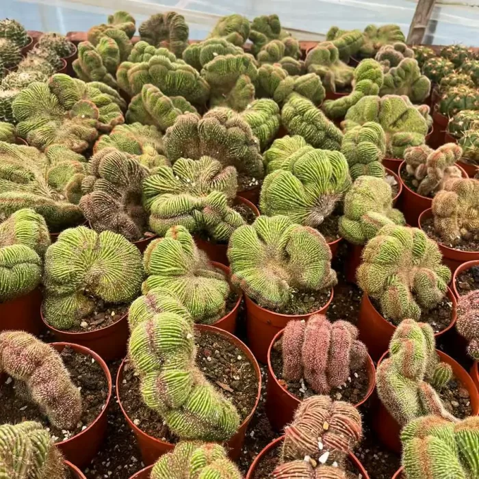 e201-31.webp Euphorbiaceae Earth Dragon Cristata - Image 1