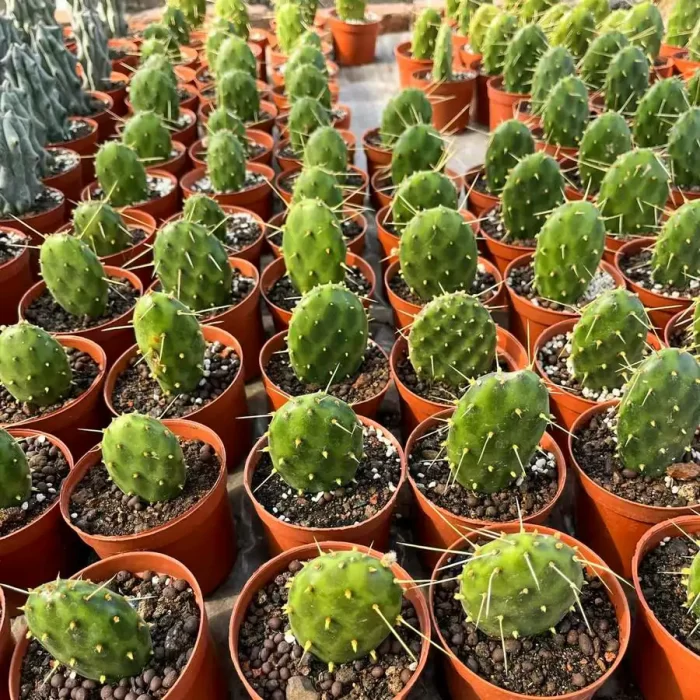 e201-32.webp Cactus-Echinocactus Silver Fan Ticket - Image 1