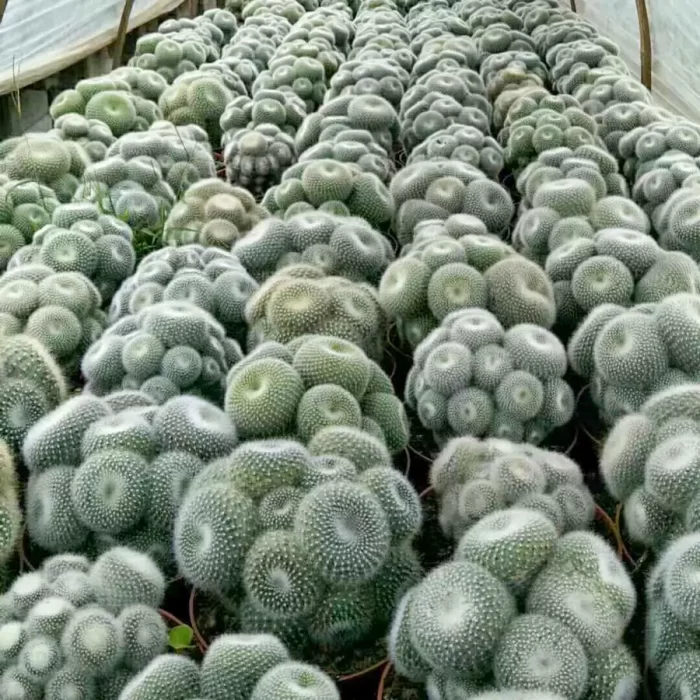 e201-33.webp Parodia Snow White Clustering - Image 1