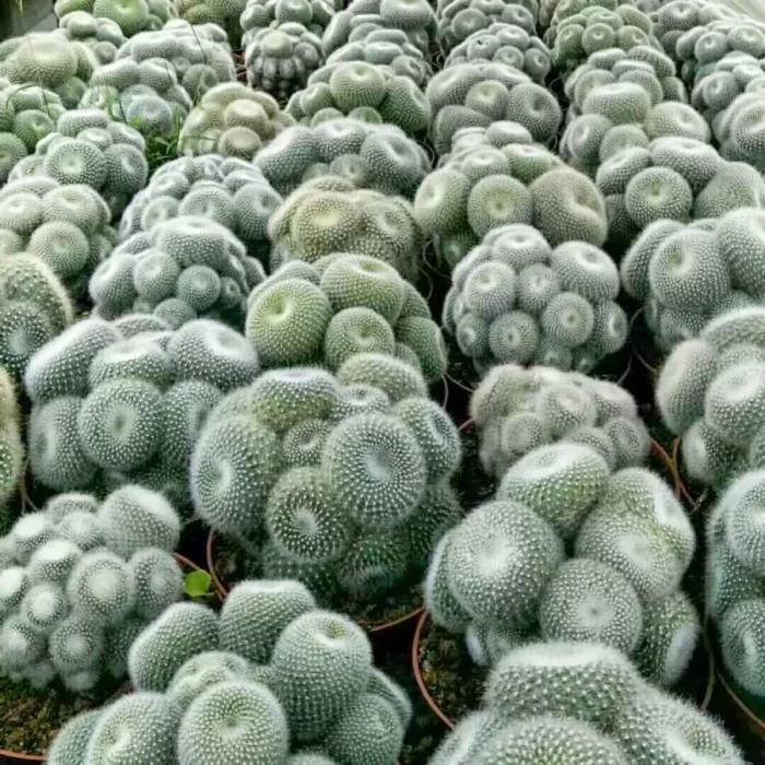 e201-34.webp Parodia Snow White Clustering - Image 1