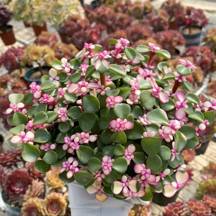 e201-35.webp Portulaca L. Golden branches and jade leaves - Image 1