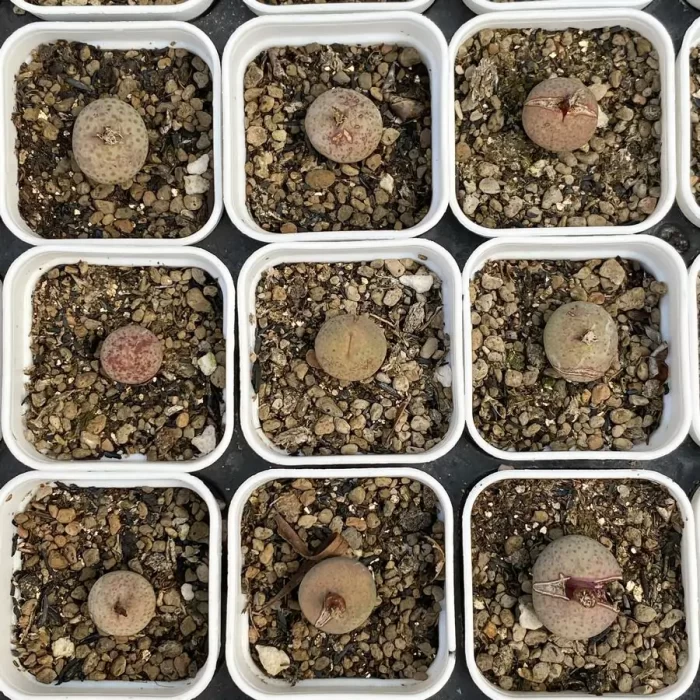 e201-36.webp Conophytum Cream Mouth - Image 1