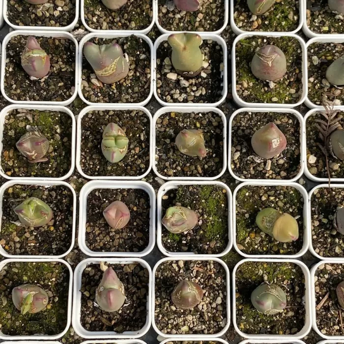 Conophytum bilobum Neroli - Image 1