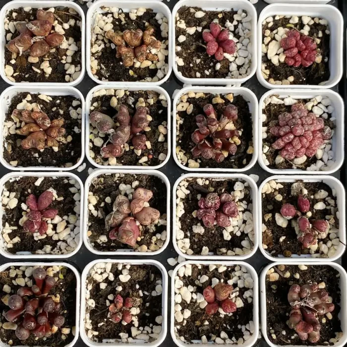 e201-38.webp Conophytum Little Fly Clustering - Image 1