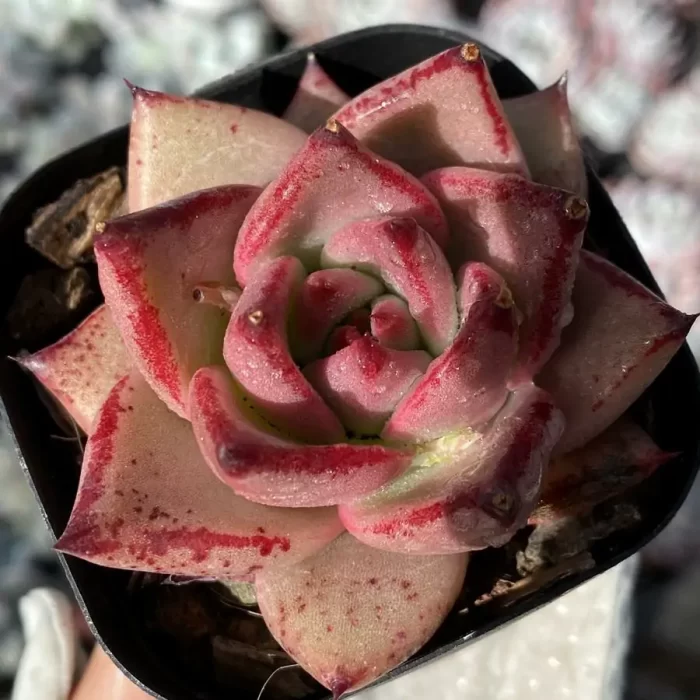 e201-39.webp Echeveria Romeo - Image 1