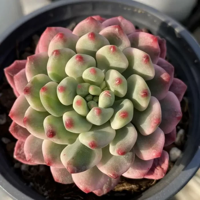 Echeveria Blue Apple Variegated - Image 1