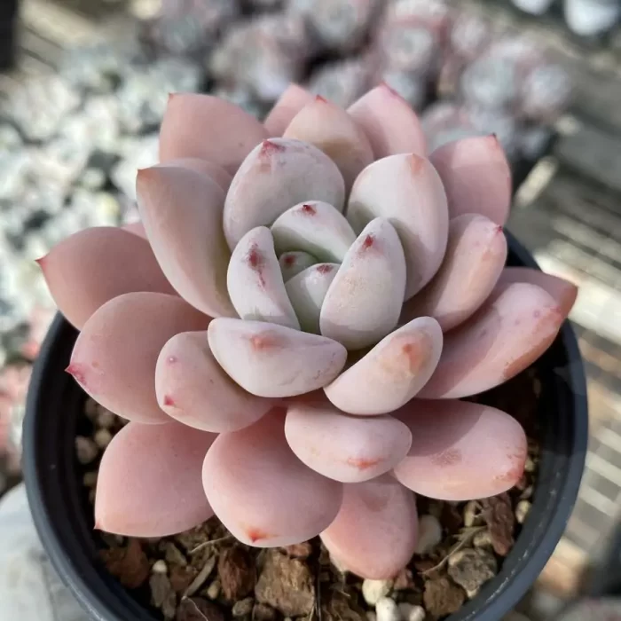 Echeveria Star Snow Pointed leaves - Image 1