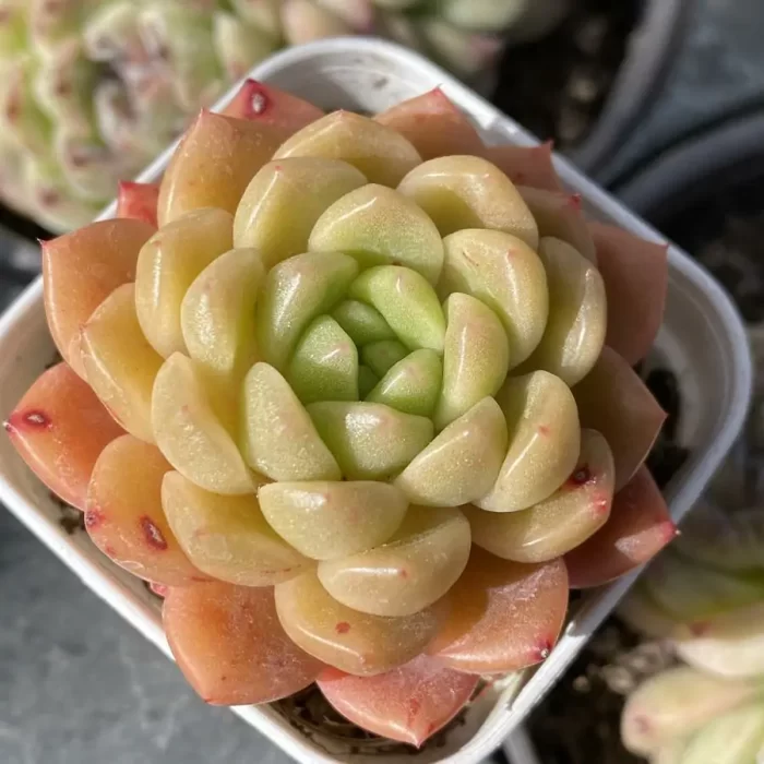 e201-44.webp Echeveria Peace Bird - Image 1