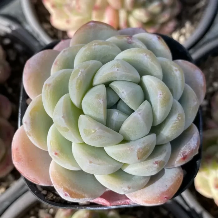Echeveria Cold Pond Fragrance - Image 1