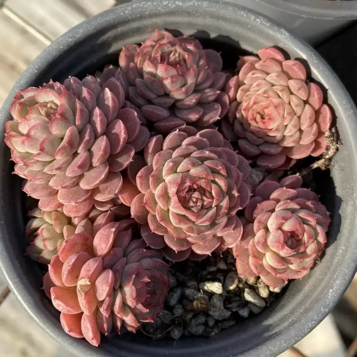 e201-5.webp Echeveria Small Red Envelope Clustering - Image 1