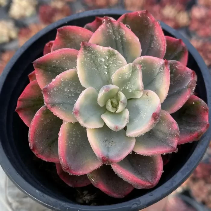 e201-6.webp Echeveria No trace Of Tears - Image 1