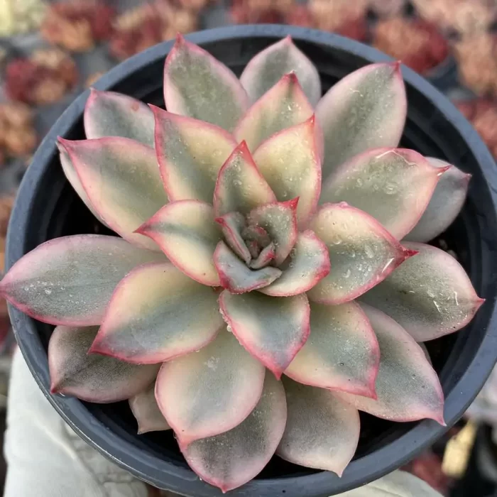 e201-7.webp Echeveria Moon Goddess Cristata - Image 1
