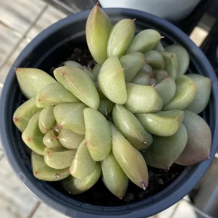 e201.webp Echeveria Blue Water Ghost Double Head - Image 1