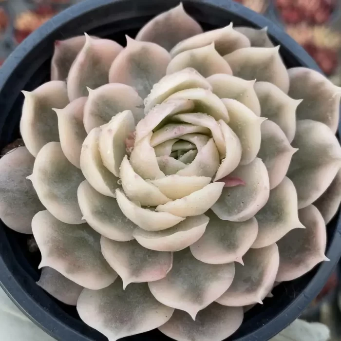 e201-8.webp Echeveria Onslow Variegated - Image 1