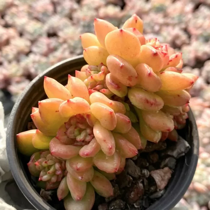 Echeveria Apple Blossom Clustering - Image 1