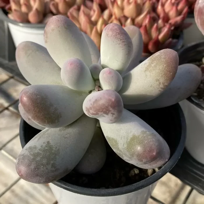 Graptopetalum Rice Milk - Image 2