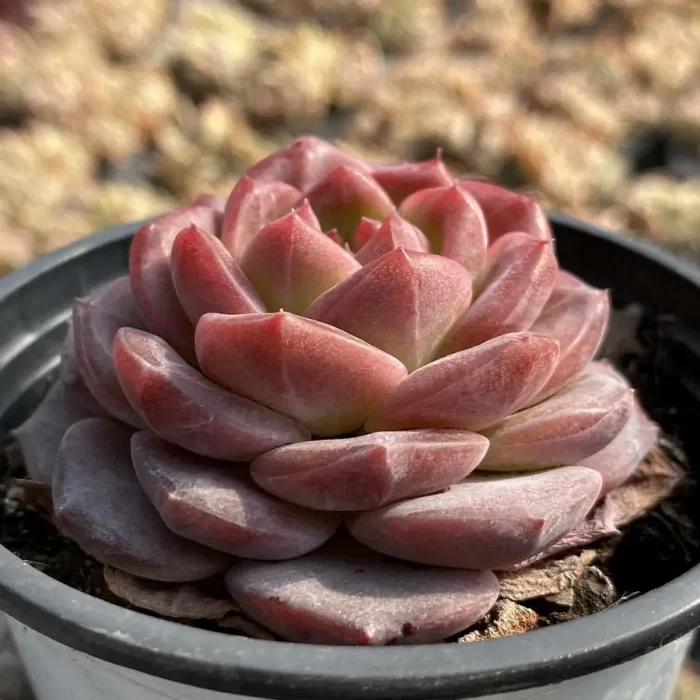 Echeveria Velvet - Image 2