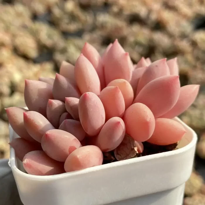 Echeveria Zelda Double Head - Image 2